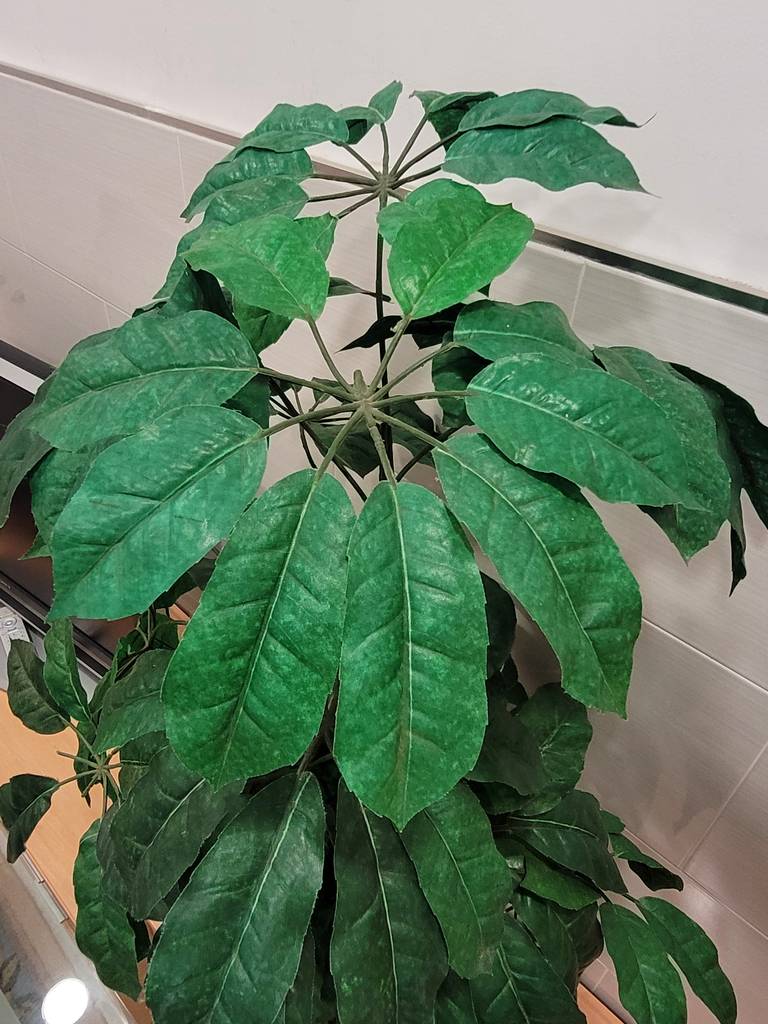 PLANTA ARTIFICIAL SCHEFFLERA - Imagen 2