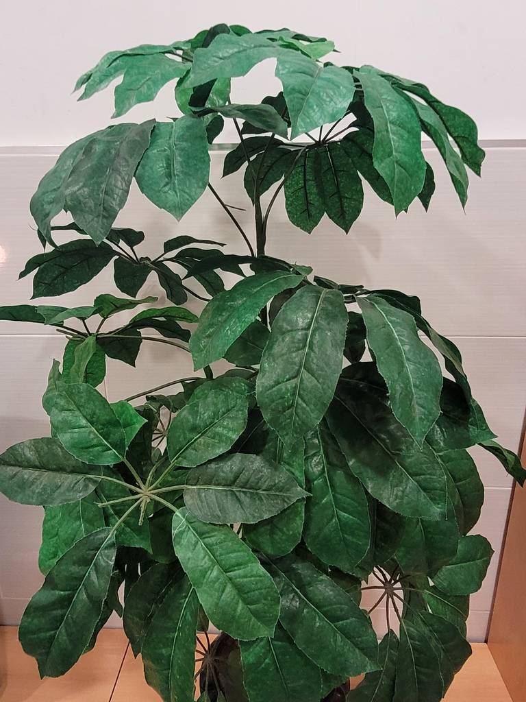 PLANTA ARTIFICIAL SCHEFFLERA - Imagen 3