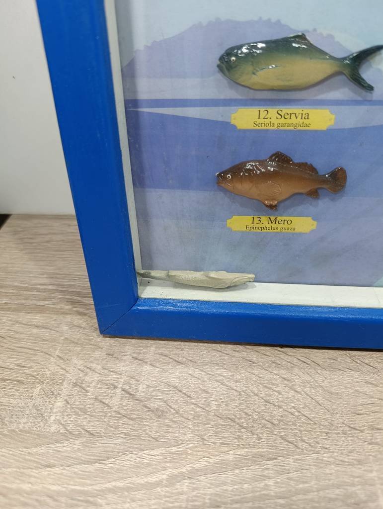 CUADRO COLECCION “Peces de Valencia” - Imagen 4
