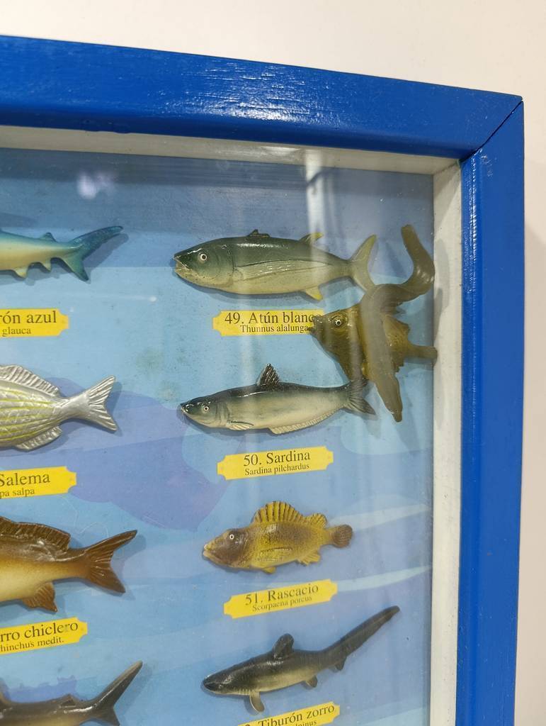 CUADRO COLECCION “Peces de Valencia” - Imagen 7